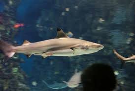 Image result for Carcharhinus melanopterus