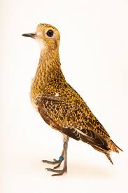 Attēlu rezultāti vaicājumam “Pluvialis apricaria adult”