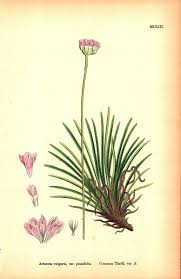 Attēlu rezultāti vaicājumam “Armeria vulgaris flower”