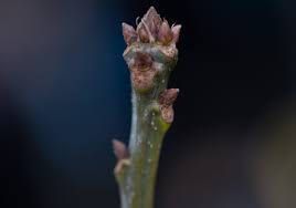 Attēlu rezultāti vaicājumam “Quercus rubra bud”