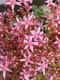 Attēlu rezultāti vaicājumam “Phedimus spurius leaf”
