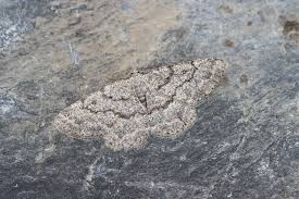 Attēlu rezultāti vaicājumam “Charissa ambiguata”