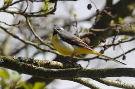 Attēlu rezultāti vaicājumam “Motacilla cinerea”