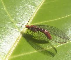 Attēlu rezultāti vaicājumam “Lophozia capitata”