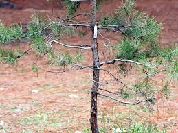 Attēlu rezultāti vaicājumam “Pinus sylvestris male flower”