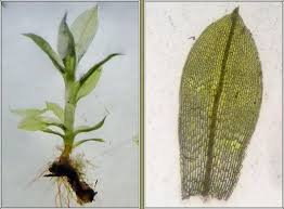 Attēlu rezultāti vaicājumam “Funaria hygrometrica”