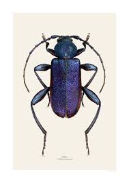 Attēlu rezultāti vaicājumam “Callidium violaceum”