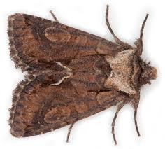 Attēlu rezultāti vaicājumam “Allophyes oxyacanthae”