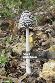 Attēlu rezultāti vaicājumam “Coprinus sp.”