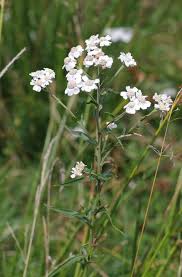 Image result for Achillea Ptarmica