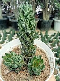 Image result for Haworthia