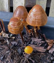 Attēlu rezultāti vaicājumam “Byssonectria fusispora”