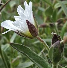 Attēlu rezultāti vaicājumam “Craterium leucocephalum var. scyphoides stalked”