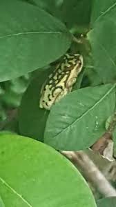 Image result for pheega