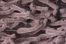 Attēlu rezultāti vaicājumam “Stemonaria irregularis”