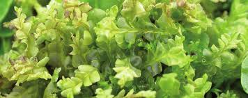 Attēlu rezultāti vaicājumam “Chiloscyphus pallescens”