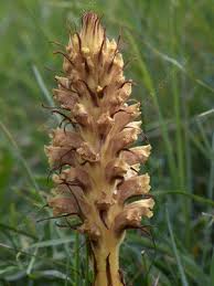 Attēlu rezultāti vaicājumam “Orobanche elatior bud”