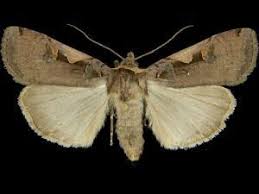 Attēlu rezultāti vaicājumam “Xestia c-nigrum”