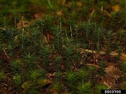 Attēlu rezultāti vaicājumam “Polytrichum juniperinum”