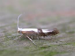 Attēlu rezultāti vaicājumam “Argyresthia pruniella”