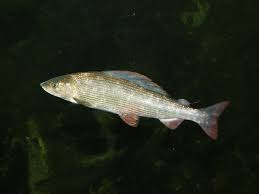 Image result for Thymallus thymallus