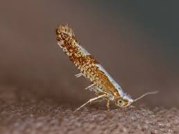 Attēlu rezultāti vaicājumam “Argyresthia pruniella”