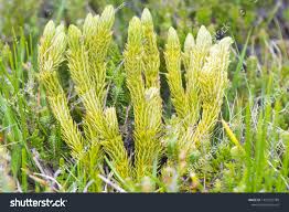 Attēlu rezultāti vaicājumam “Huperzia selago”