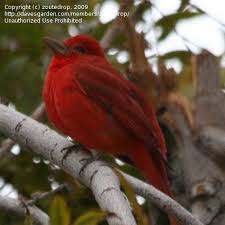Image result for Piranga rubra