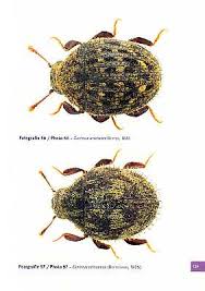 Attēlu rezultāti vaicājumam “Byrrhidae”