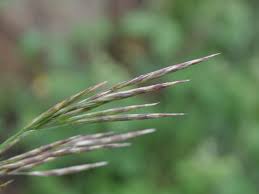 Attēlu rezultāti vaicājumam “Bromopsis inermis”