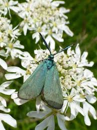 Attēlu rezultāti vaicājumam “Adscita statices”