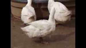 Image result for Aylesbury Ducks Sub Aqua Club