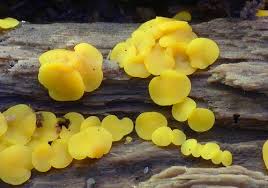 Attēlu rezultāti vaicājumam “Bisporella citrina”