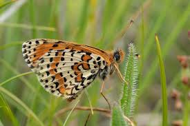 Attēlu rezultāti vaicājumam “Melitaea diamina upperside”