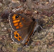 Attēlu rezultāti vaicājumam “Lasiommata megera male”