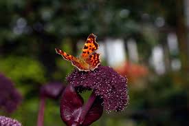 Attēlu rezultāti vaicājumam “Polygonia c-album underside”
