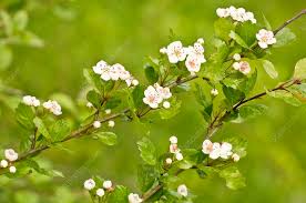 Attēlu rezultāti vaicājumam “Crataegus laevigata”