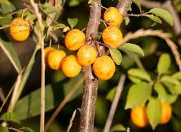 Attēlu rezultāti vaicājumam “Prunus cerasifera fruit”
