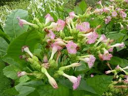 Attēlu rezultāti vaicājumam “Nicotiana tabacum flower”