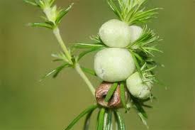 Attēlu rezultāti vaicājumam “Geocrypta galii”