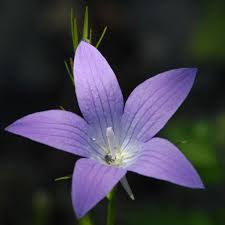 Attēlu rezultāti vaicājumam “Campanula patula flower”