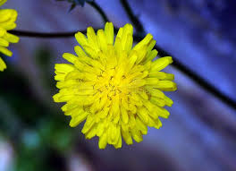 Image result for Agoseris major