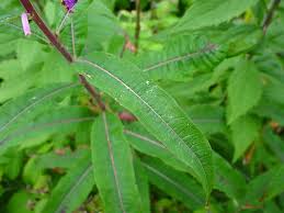 Attēlu rezultāti vaicājumam “Epilobium angustifolium fruit”