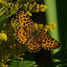 Attēlu rezultāti vaicājumam “Clossiana selene upperside”
