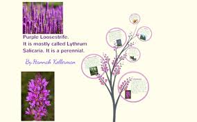 Attēlu rezultāti vaicājumam “Lythrum salicaria fruit”