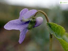 Attēlu rezultāti vaicājumam “Viola epipsila”