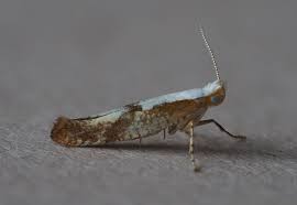 Attēlu rezultāti vaicājumam “Argyresthia pruniella”