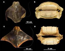Image result for Rhinoptera brasiliensis