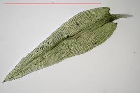 Attēlu rezultāti vaicājumam “Aulacomnium androgynum”