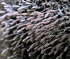 Attēlu rezultāti vaicājumam “Stemonitopsis amoena macro”